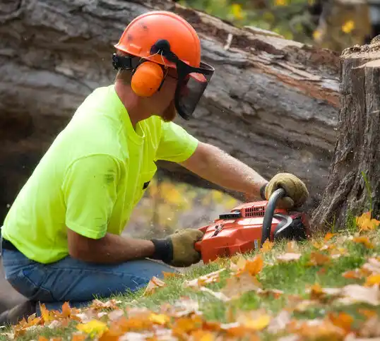 tree services Elmwood Park